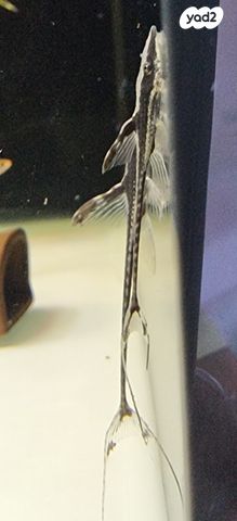 תמונת מודעה - חיות מחמד