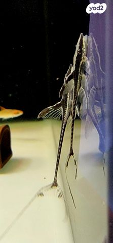 דג דגי חתול