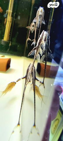 דג דגי חתול