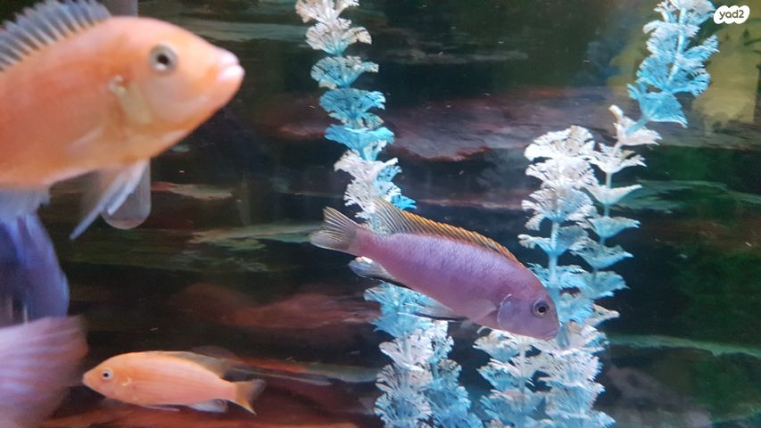 דג ציקלידים