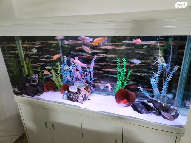 דג ציקלידים