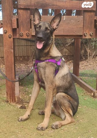 תמונת מודעה - חיות מחמד