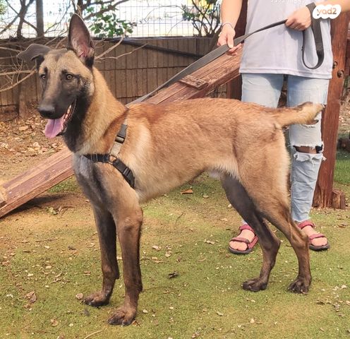 תמונת מודעה - חיות מחמד