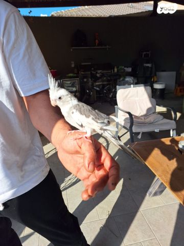 תמונת מודעה - חיות מחמד