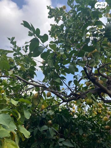 דו משפחתי, רמת החייל, תל אביב יפו