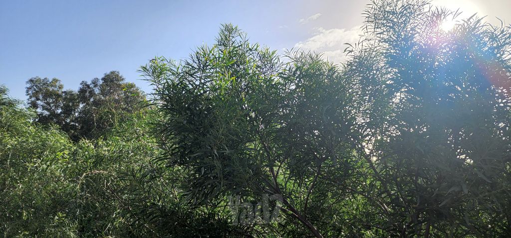 אלכסנדר סשה ארגוב