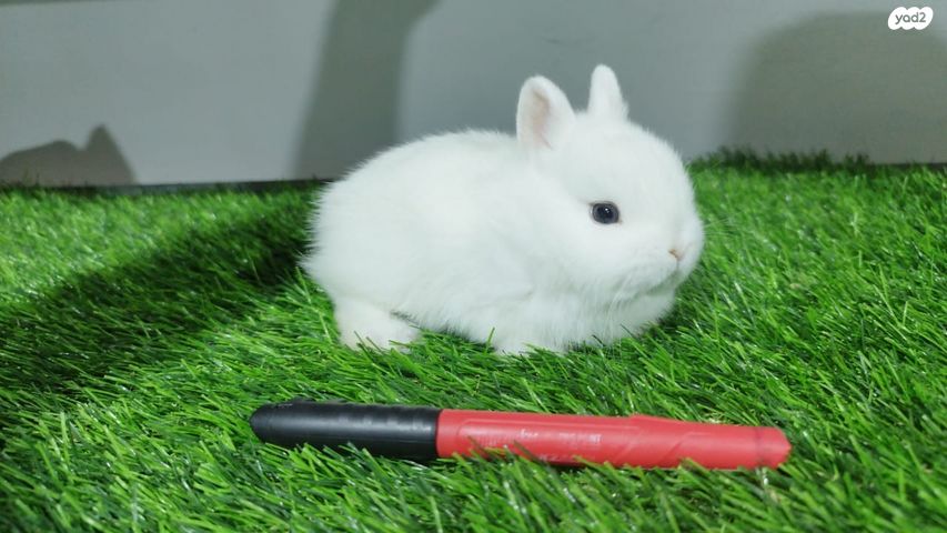 מכרסם ארנב ננסי