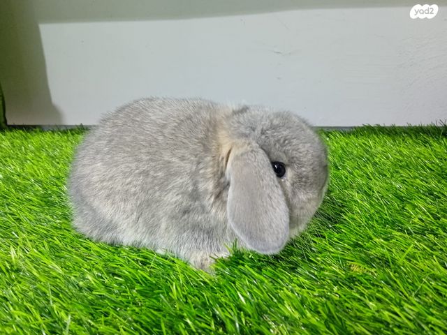 תמונת מודעה - חיות מחמד