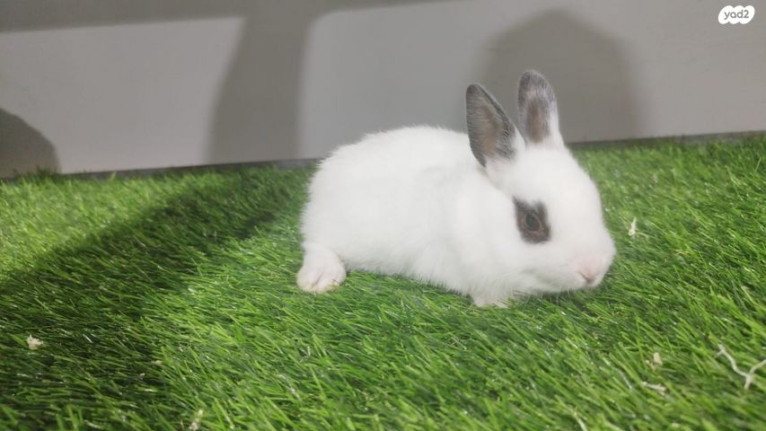 מכרסם ארנב ננסי