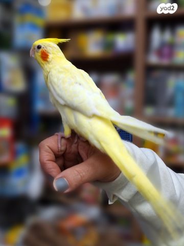 תוכי קוקוטייל