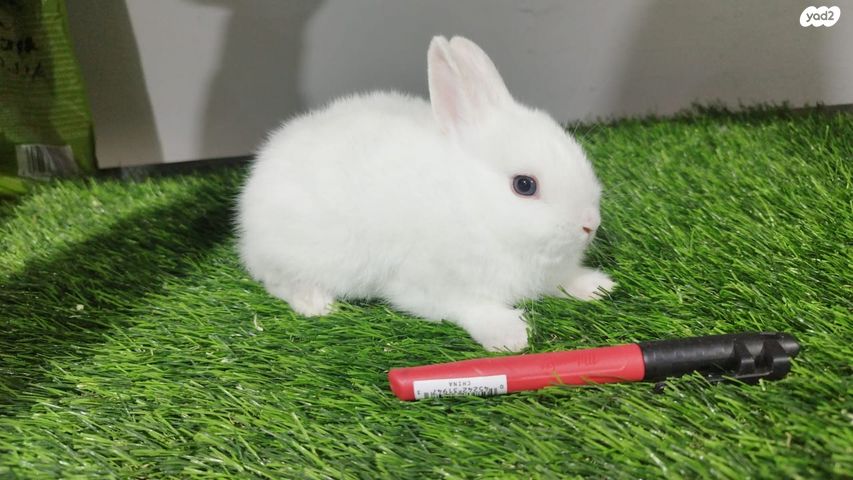 מכרסם ארנב ננסי