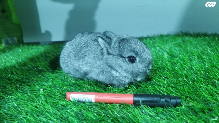 מכרסם ארנב ננסי