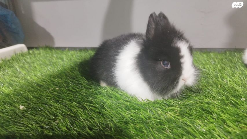 מכרסם ארנב ננסי