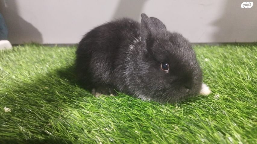 מכרסם ארנב ננסי