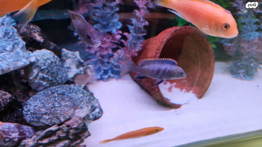 דג ציקלידים