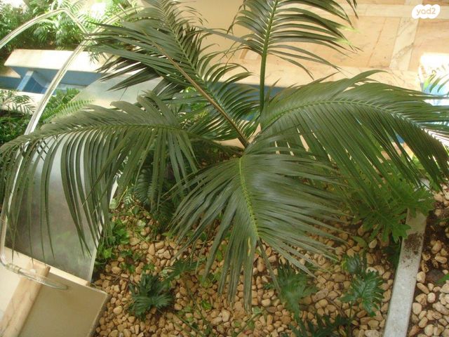 בית פרטי/ קוטג', סביון