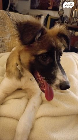 תמונת מודעה - חיות מחמד