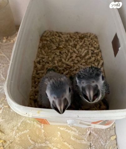 אביזרים | אינקובטור לדגירה