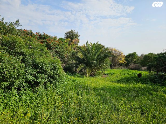 מגרשים, גני עם