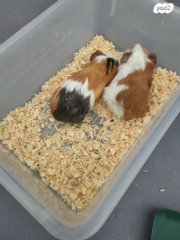 מכרסם שרקן \ קביה