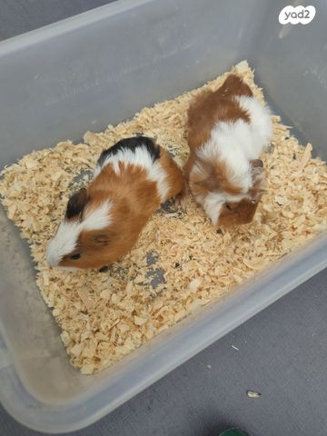 מכרסם שרקן \ קביה