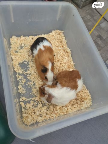 מכרסם שרקן \ קביה