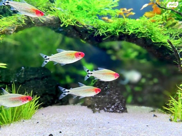 תמונת מודעה - חיות מחמד