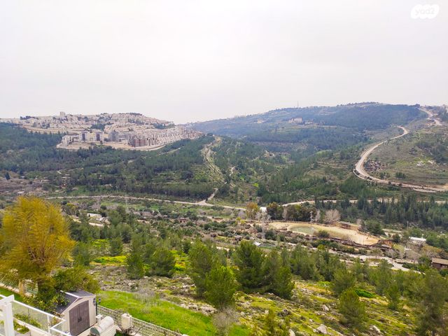 אריה דולצ'ין 