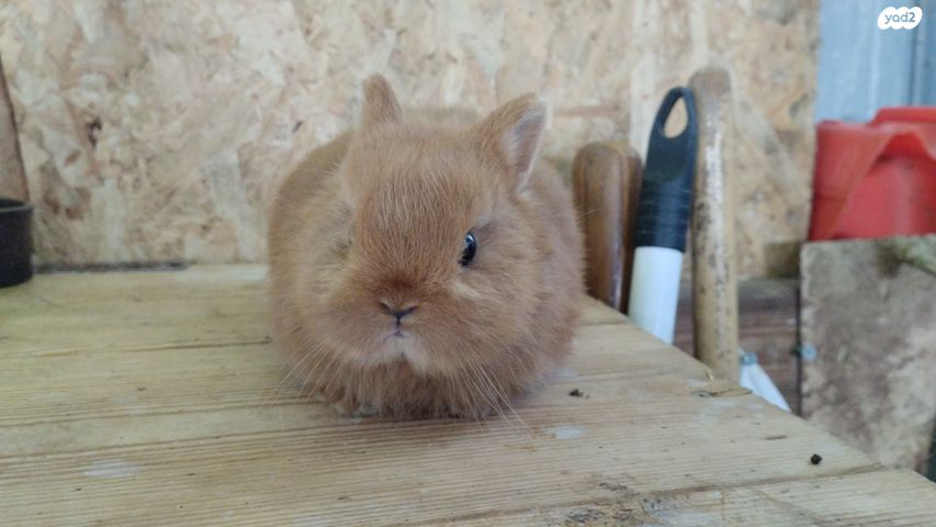 תמונת מודעה - חיות מחמד