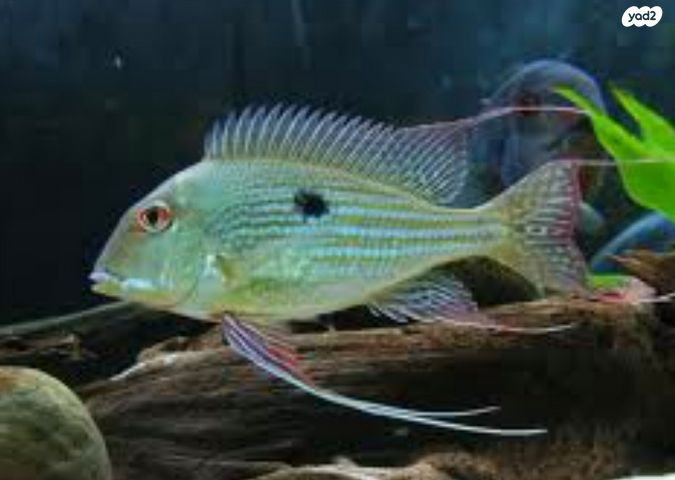 תמונת מודעה - חיות מחמד