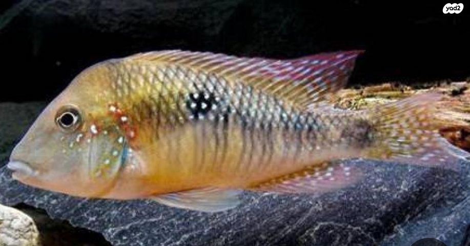 תמונת מודעה - חיות מחמד