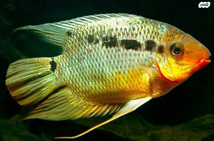 תמונת מודעה - חיות מחמד