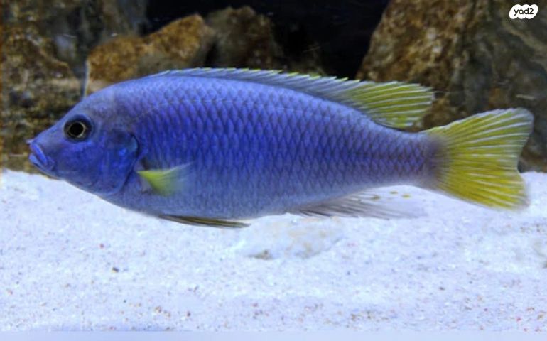 תמונת מודעה - חיות מחמד