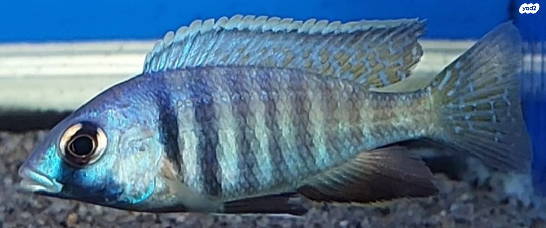 תמונת מודעה - חיות מחמד