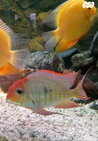 תמונת מודעה - חיות מחמד