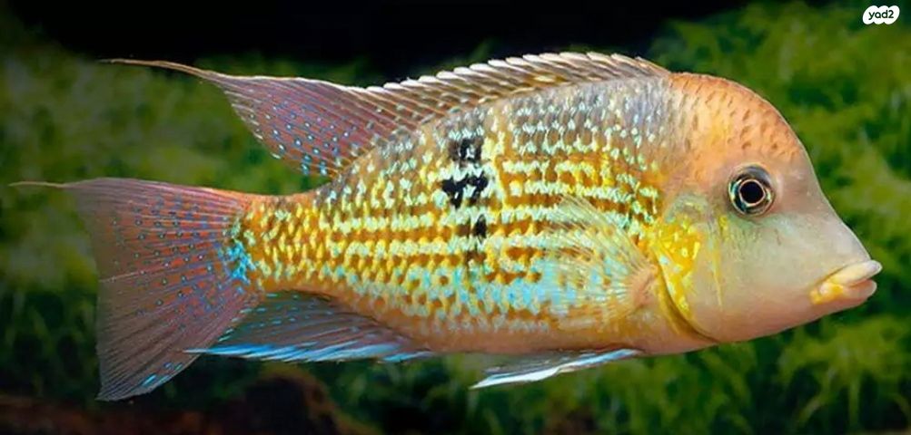 תמונת מודעה - חיות מחמד