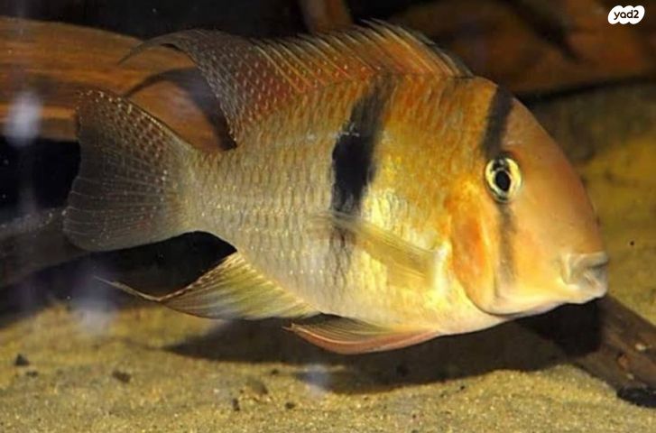 דג ציקלידים