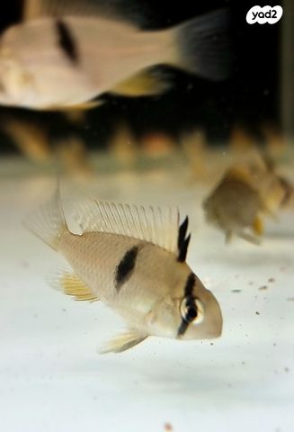 דג ציקלידים