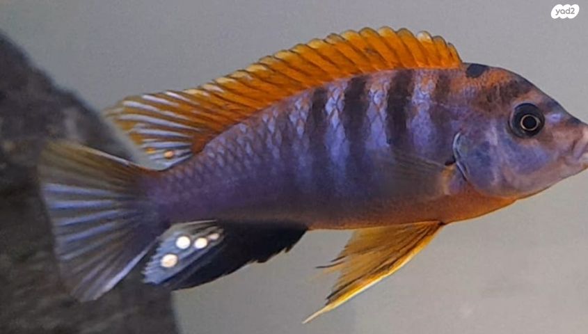 דג ציקלידים