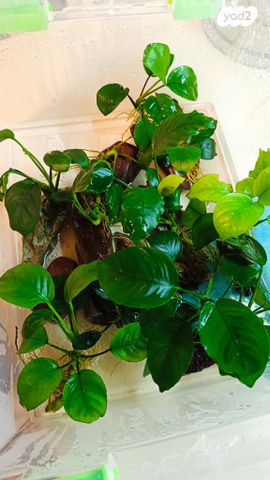 תמונת מודעה - חיות מחמד