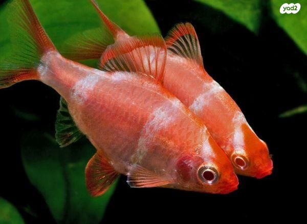 תמונת מודעה - חיות מחמד