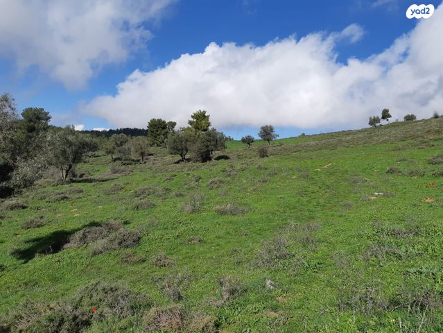 מגרשים, עין זיתים