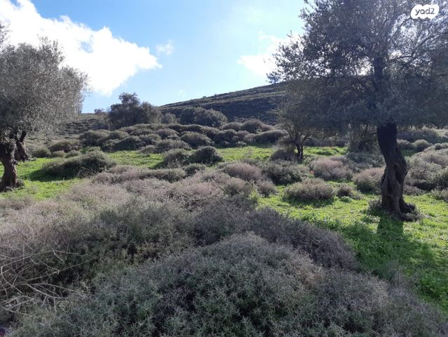 מגרשים, עין זיתים