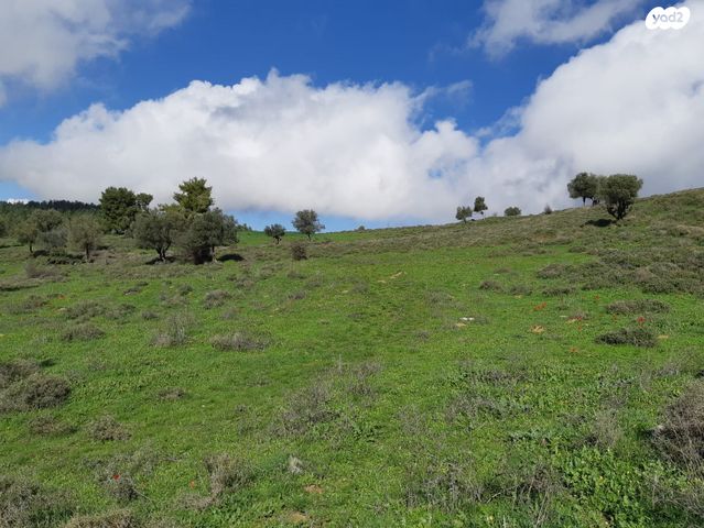 מגרשים, עין זיתים