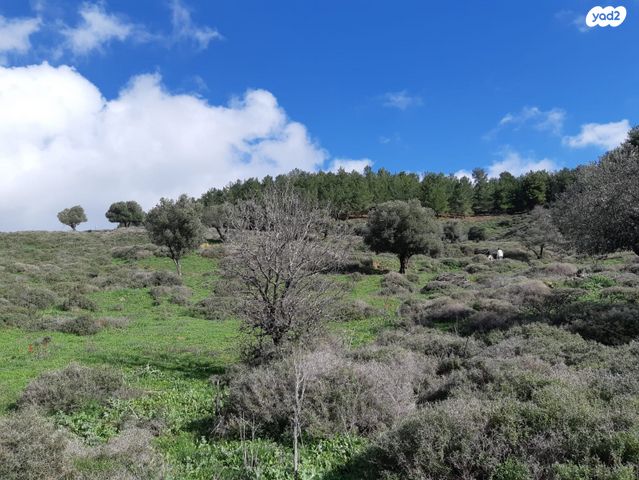 מגרשים, עין זיתים