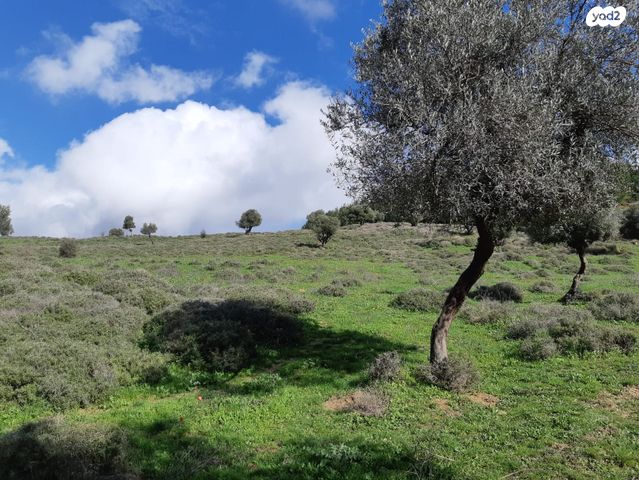 מגרשים