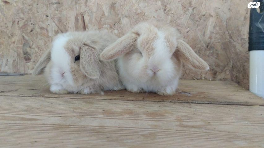 תמונת מודעה - חיות מחמד