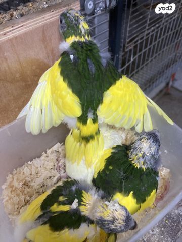 תמונת מודעה - חיות מחמד