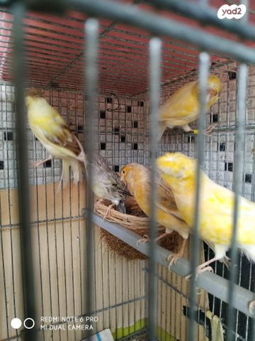 תוכי פרקיטים אוסטרלים