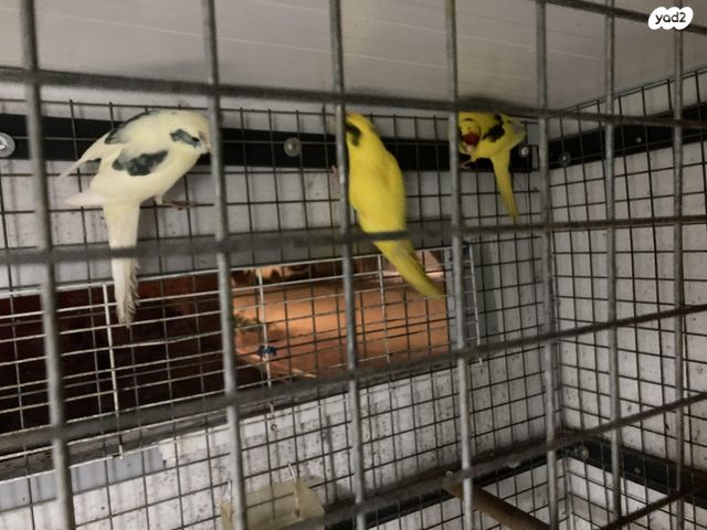 תוכי קאקריקים